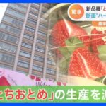 「とちおとめ」が消える！？イチゴ生産量日本一の“いちご王国・栃木”で異変　代表品種の大幅減産に隠された“秘策”とは？｜TBS NEWS DIG