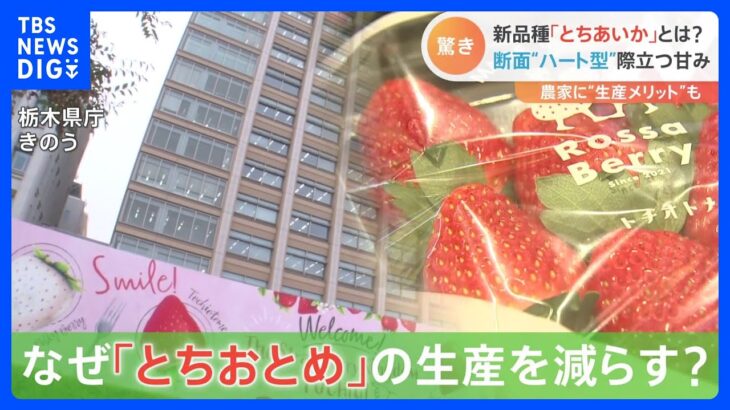 「とちおとめ」が消える！？イチゴ生産量日本一の“いちご王国・栃木”で異変　代表品種の大幅減産に隠された“秘策”とは？｜TBS NEWS DIG