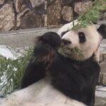 「悲しすぎて…」白浜のパンダ　永明・桜浜・桃浜が来年２月に中国へ　新たなオスのパンダは検討中