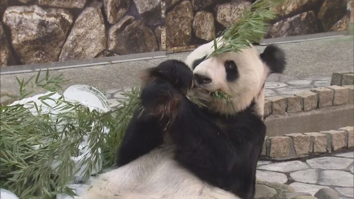 「悲しすぎて…」白浜のパンダ　永明・桜浜・桃浜が来年２月に中国へ　新たなオスのパンダは検討中