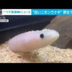 【希少】野生の白いニホンウナギ　神戸の水族館に　黒いウナギと並べて展示(2022年12月15日)