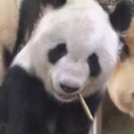 アドベンチャーワールドのジャイアントパンダ「永明」「桜浜」「桃浜」来年２月中国へ（2022年12月15日）