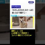 「おさん、おさおさ、おさーんぽ」飼い主の“実験”に疑心暗鬼になるワンちゃん　#shorts