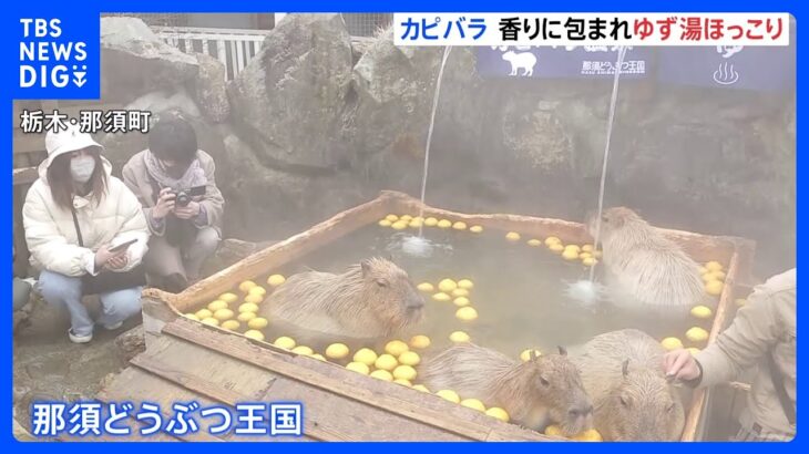 冬至を前にカピバラたちが温泉でホッとひといき｜TBS NEWS DIG