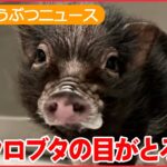 【動物ライブ】すぐ眠り込んじゃう…マイクロブタのトリュフちゃん/「ここはマーモットのパラダイス」家庭菜園を荒らす/ エレベーターで犬が突然“宙づり”に など（日テレNEWS LIVE）