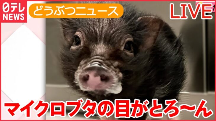 【動物ライブ】すぐ眠り込んじゃう…マイクロブタのトリュフちゃん/「ここはマーモットのパラダイス」家庭菜園を荒らす/ エレベーターで犬が突然“宙づり”に など（日テレNEWS LIVE）