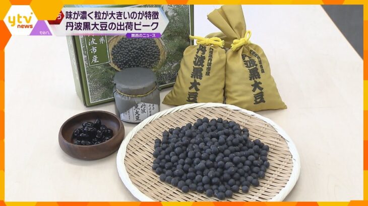 おせち料理に欠かせない！兵庫県丹波市特産「丹波黒大豆」の出荷が最盛期