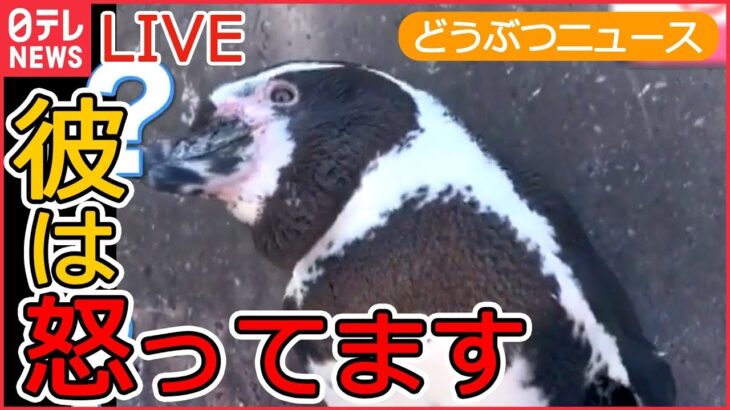 【動物ライブ】首をかしげるペンギン/ 三つ子の赤ちゃんチーター/ 「スナドリネコ」の赤ちゃん誕生/ どうしても洗濯バサミを取りたい！ネコの姉妹 など 動物ニュースまとめ（日テレNEWS LIVE）