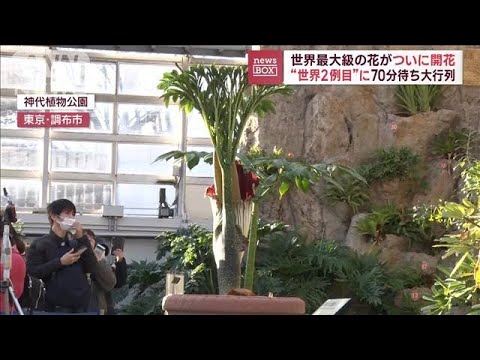 世界最大級の花が咲いた！日本初、葉っぱとの共演で大騒動に(2022年12月20日)