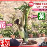 【“世界最大級の花”開花】「ショクダイオオコンニャク」 くさ～い臭いも衝撃的