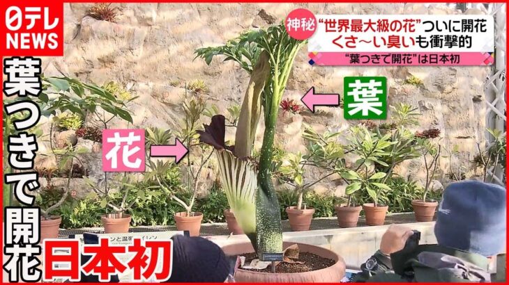 【“世界最大級の花”開花】「ショクダイオオコンニャク」 くさ～い臭いも衝撃的