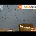 【独自】カラスの大群　“冬の空”各地で　目撃情報相次ぐ…「異常な数」岐阜駅に集結【もっと知りたい！】(2022年12月21日)