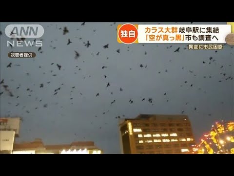 【独自】カラスの大群　“冬の空”各地で　目撃情報相次ぐ…「異常な数」岐阜駅に集結【もっと知りたい！】(2022年12月21日)