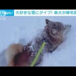 【大興奮】大好きな雪に大はしゃぎ！ 柴犬「ハル」ちゃんのダイブ(2022年12月22日)