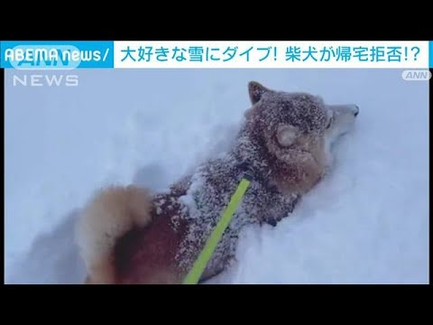 【大興奮】大好きな雪に大はしゃぎ！ 柴犬「ハル」ちゃんのダイブ(2022年12月22日)