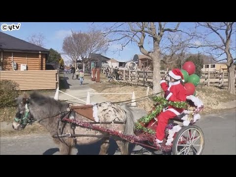 姫路セントラルパークでクリスマスイベント　サンタに扮した飼育員がポニーの引く馬車に乗車　カワウソがカードをプレゼント