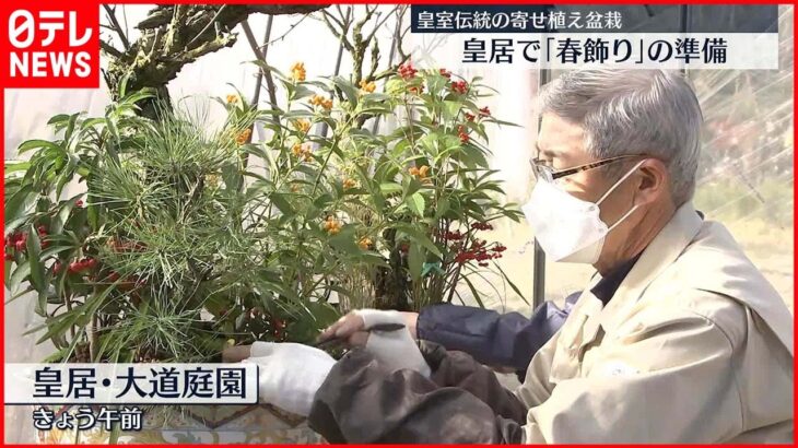 【新年に向けて】皇居で「春飾り」の準備 皇室伝統の寄せ植え盆栽