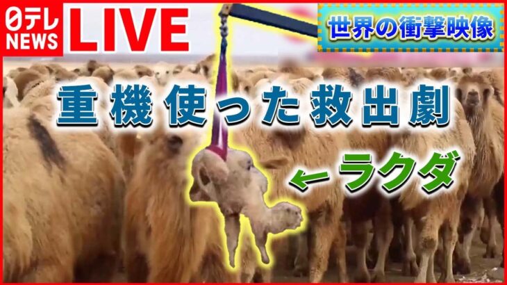 【ライブ】世界の驚愕映像まとめ　井戸から救出された動物はなんと…/高速道路を走るダチョウ　なぜそこに？/スキー場でリフト“逆回転”客を乗せたまま　など（日テレNEWS LIVE）