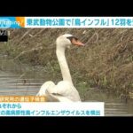 東武動物公園で高病原性鳥インフル確認　園は同じエリアで飼育の12羽を安楽死(2022年12月26日)