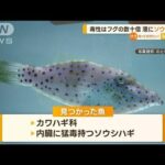 毒性はフグの“数十倍”…石川の港に「ソウシハギ」(2022年12月27日)