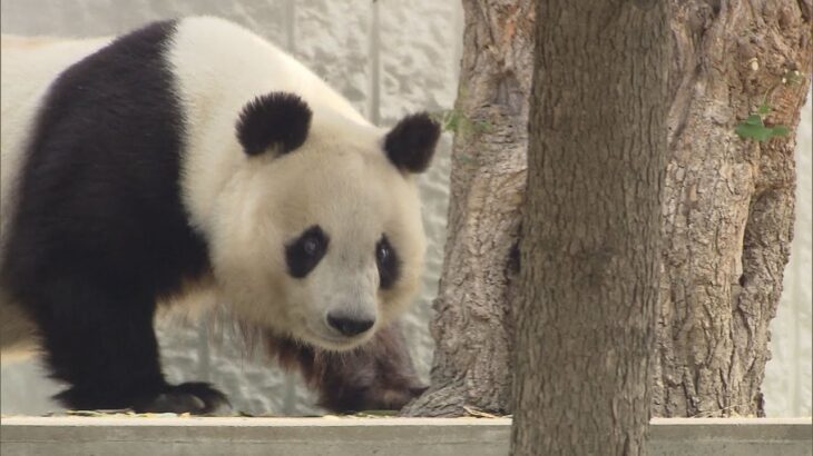 王子動物園のパンダ「旦旦」　中国への返還期限を１年延期　食欲や運動量減り今年３月から観覧中止