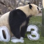 パンダ「彩浜」に門松のプレゼント　和歌山・アドベンチャーワールド　来年２月には３頭が中国へ