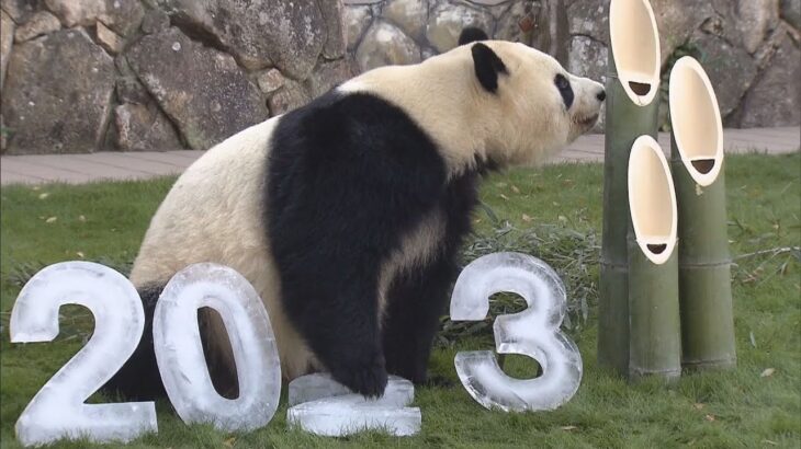 パンダ「彩浜」に門松のプレゼント　和歌山・アドベンチャーワールド　来年２月には３頭が中国へ