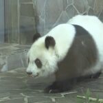 神戸・王子動物園のパンダ「旦旦」の中国返還を１年延期　継続的な治療必要などの理由（2022年12月27日）