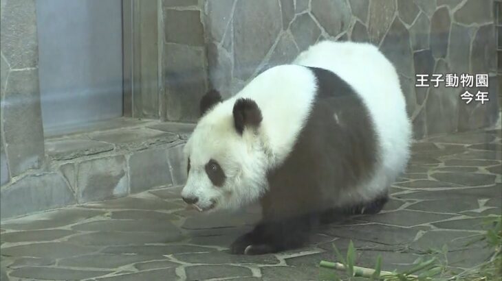 神戸・王子動物園のパンダ「旦旦」の中国返還を１年延期　継続的な治療必要などの理由（2022年12月27日）