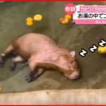 【カピバラ】ゆず湯で“爆睡” お湯の中に顔を突っ込んで…