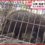 【危険】広島で4人襲ったイノシシ捕獲か もし遭遇したら…専門家に聞く