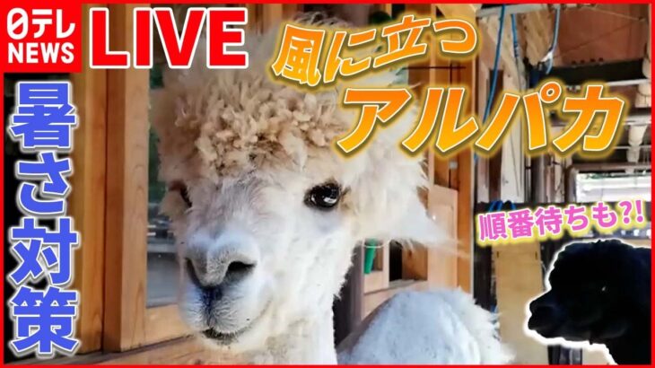 【動物ライブ】「オハヨウ」と鳴くカラス /夜の新宿駅に“珍客”タヌキ現る / エレベーターで犬が突然“宙づり”に（日テレNEWS LIVE）