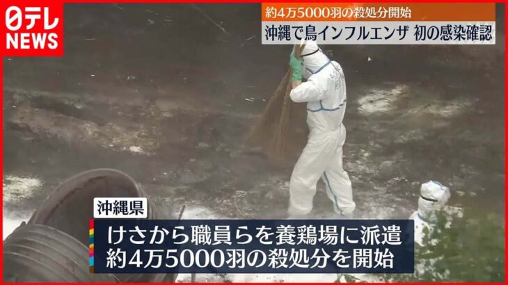 【鳥インフルエンザ感染確認】沖縄で初… 約4万5000羽“殺処分”を開始 金武町