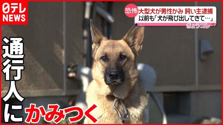 【飼い主を逮捕】大型犬にかまれ5人ケガ「ばっと飛び出してきて」