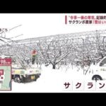 【記録的大雪】山形　一晩で降雪50cm増　サクランボ農家「雪いらない」(2022年12月16日)