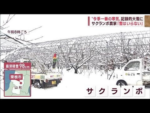【記録的大雪】山形　一晩で降雪50cm増　サクランボ農家「雪いらない」(2022年12月16日)