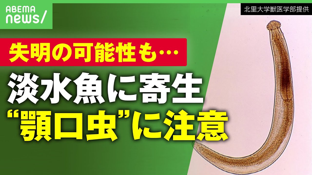 【寄生虫】失明の可能性も？報告相次ぐ”顎口虫”に専門家「淡水魚を加熱せず食べる危険性の理解を」