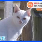 「パタンと倒れた」猫9匹が相次ぎ不審死…口から泡も｜TBS NEWS DIG