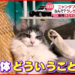 【投稿動画】猫のオモシロ動画３連発！『every.特集』