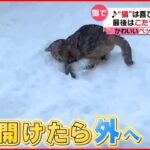 【投稿動画】雪で”猫”も喜び庭かけまわり…『every.特集』