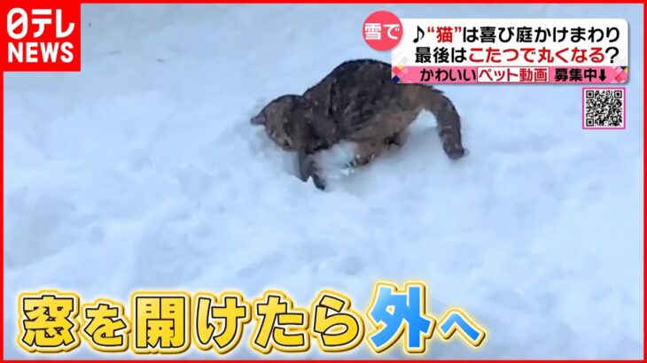 【投稿動画】雪で”猫”も喜び庭かけまわり…『every.特集』