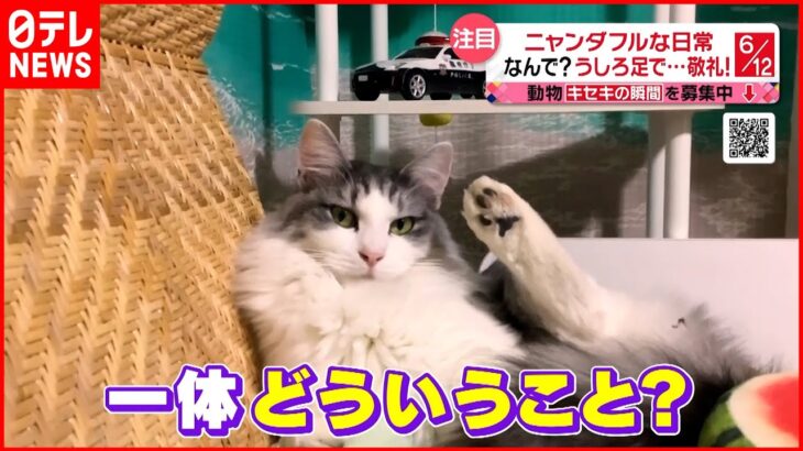 【投稿動画】猫のオモシロ動画３連発！『every.特集』