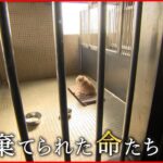 【NNNドキュメント】捨て犬と飼い犬… 命の行先決める人間の身勝手さ 　NNNセレクション