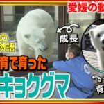 【動物】再生回数TOP5！動物たちの人気動画2022　愛媛　NNNセレクション