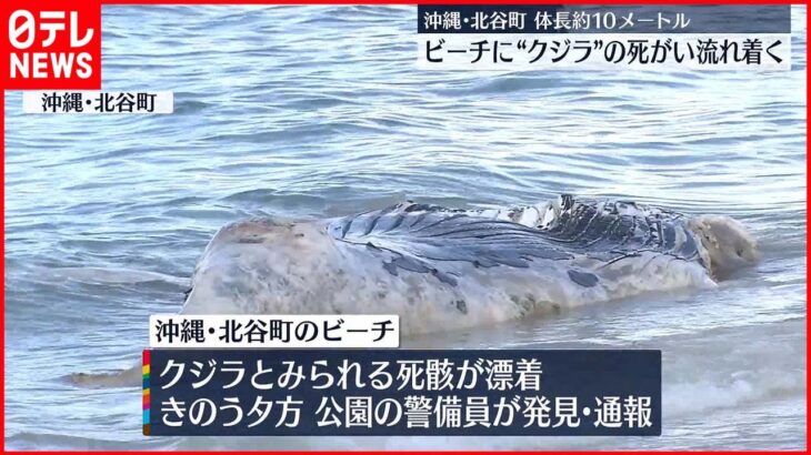 【クジラとみられる死骸】ビーチに流れ着く 体長10メートル近く 沖縄・北谷町