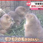 【きょうの1日】新春寒波…“モフモフ”の身を寄せ合う動物たち 北海道は「エンジンかからず」徒歩出勤