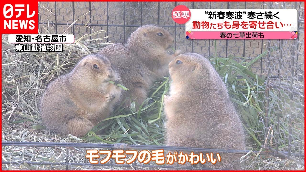 【きょうの1日】新春寒波…“モフモフ”の身を寄せ合う動物たち 北海道は「エンジンかからず」徒歩出勤