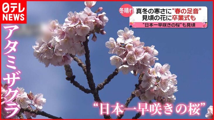 【きょうの1日】真冬の寒さに“春の足音” 高知市では早くも卒業式 “日本一早咲きの桜”も見頃に