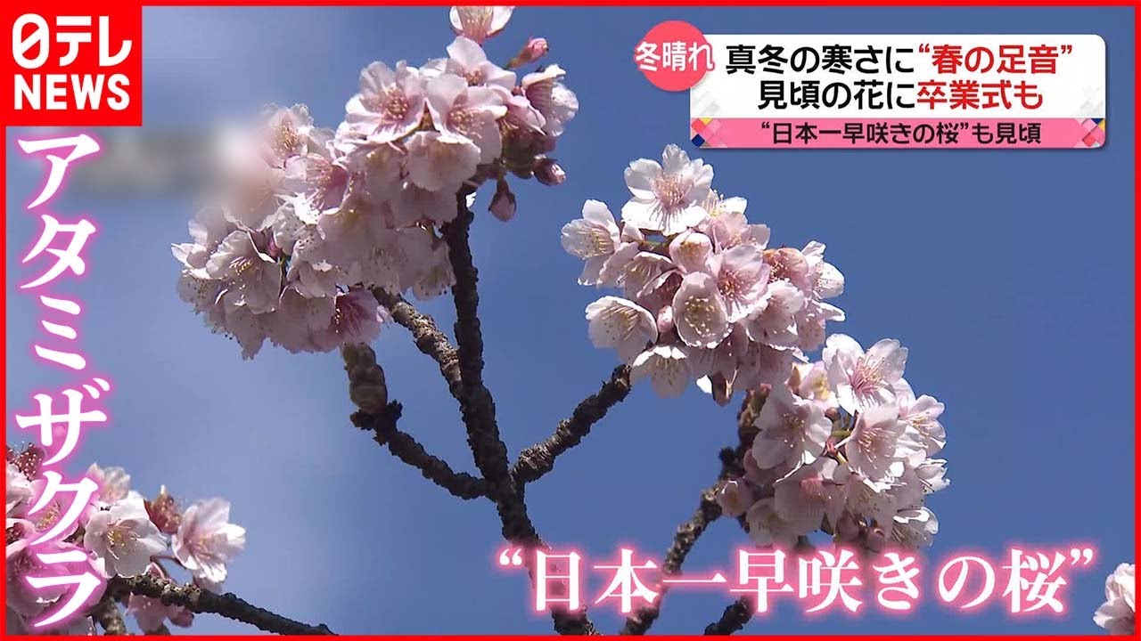 【きょうの1日】真冬の寒さに“春の足音” 高知市では早くも卒業式 “日本一早咲きの桜”も見頃に