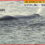 【迷いクジラ】10日も淀川河口付近に…当局は対応を協議